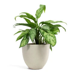 Aglaonema Silver Queen - Chinese Evergreen 26 Aglaonema Silver Queen - Chinese Evergreen -Plant Supplies Sale Aglaonema Silver Queen Chinese Evergreen Coral Refined Planter Natural White a6ce56f0 a0ee 4e36 9c90 e677039b32e9