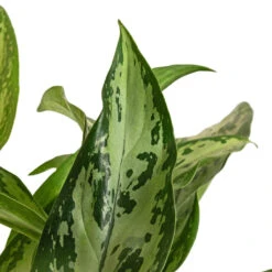 Aglaonema Silver Queen - Chinese Evergreen 18 Aglaonema Silver Queen - Chinese Evergreen -Plant Supplies Sale Aglaonema Silver Queen Chinese Evergreen DETAIL