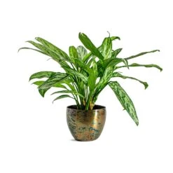 Aglaonema Silver Queen - Chinese Evergreen 27 Aglaonema Silver Queen - Chinese Evergreen -Plant Supplies Sale Aglaonema Silver Queen Chinese Evergreen Kian Metal Plant Pots Set of 3 Sky Burn
