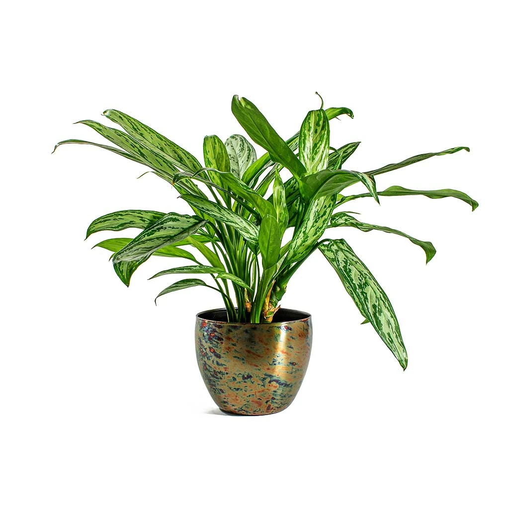 Aglaonema Silver Queen - Chinese Evergreen 13 Aglaonema Silver Queen - Chinese Evergreen - Image 13