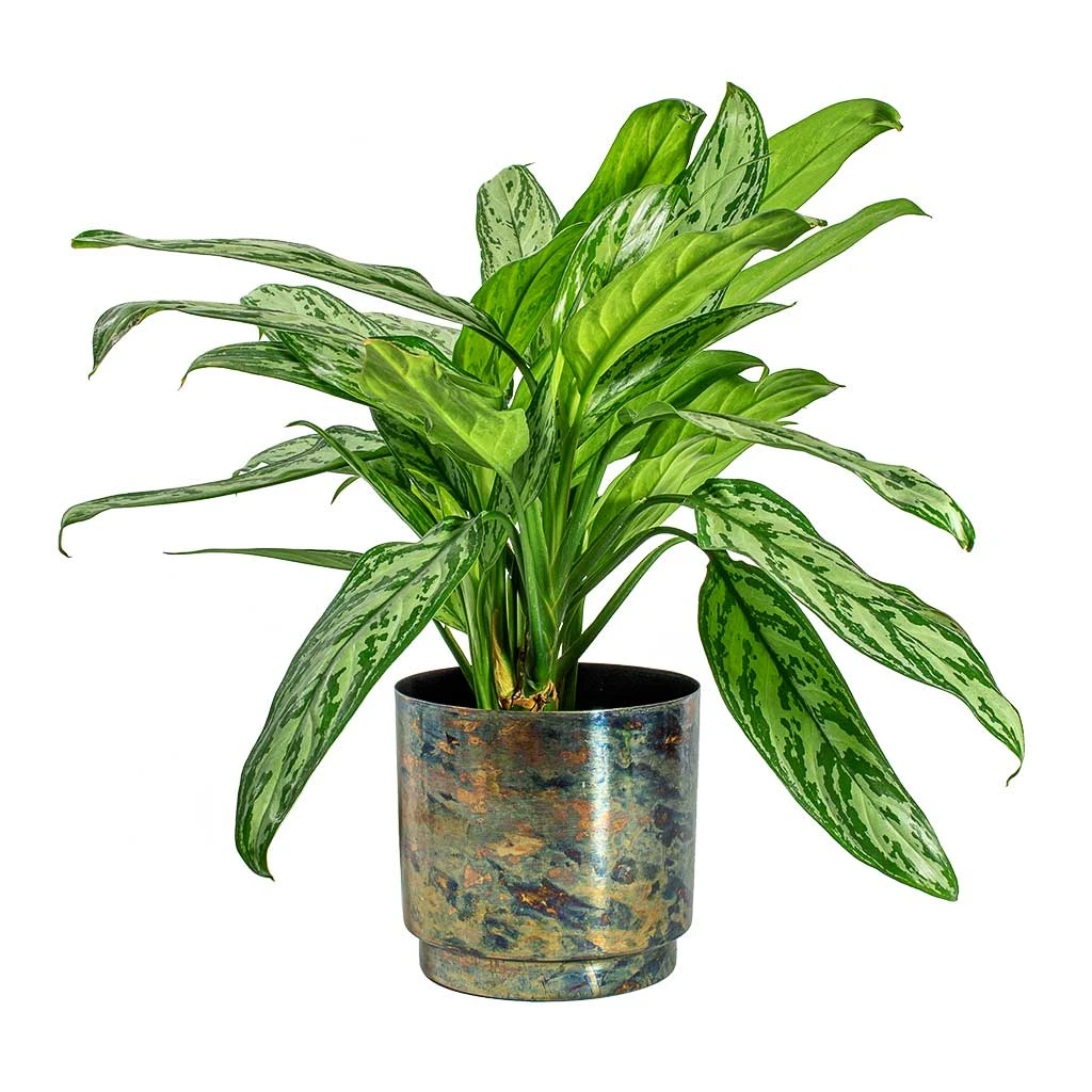 Aglaonema Silver Queen - Chinese Evergreen 14 Aglaonema Silver Queen - Chinese Evergreen - Image 14