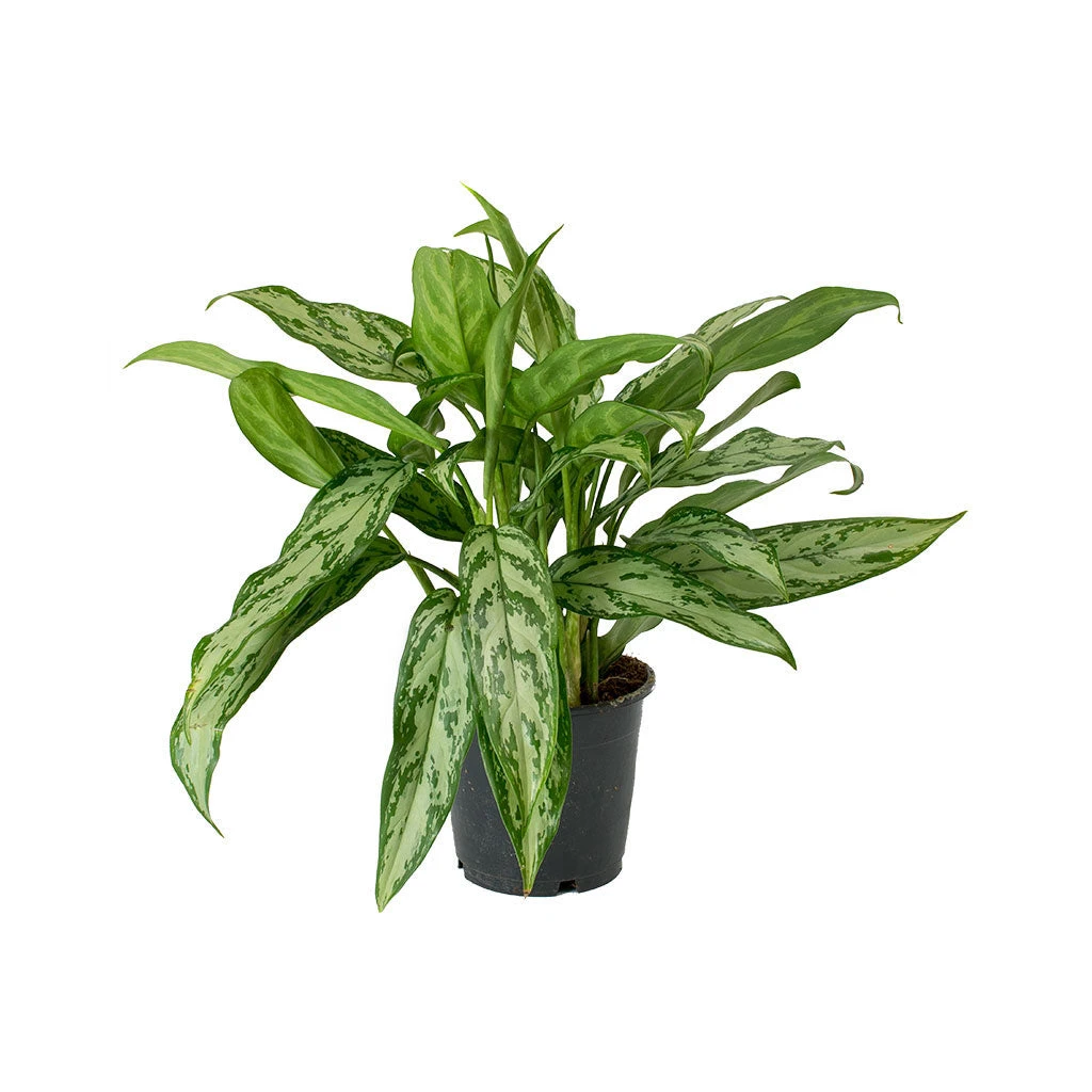 Aglaonema Silver Queen - Chinese Evergreen 11 Aglaonema Silver Queen - Chinese Evergreen - Image 11
