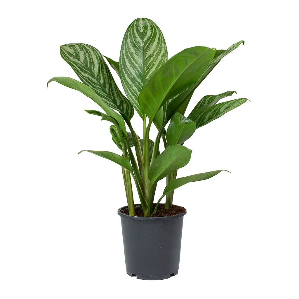 Aglaonema Stripes - Chinese Evergreen 8 Aglaonema Stripes - Chinese Evergreen - Image 8