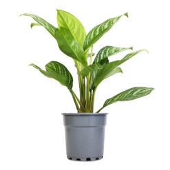Aglaonema Stripes - Chinese Evergreen 14 Aglaonema Stripes - Chinese Evergreen -Plant Supplies Sale Aglaonema Stripes Chinese Evergreen 17x55cm