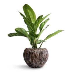 Aglaonema Stripes - Chinese Evergreen 15 Aglaonema Stripes - Chinese Evergreen -Plant Supplies Sale Aglaonema Stripes Chinese Evergreen 17x55cm Luxe Lite Waterfall Globe Planter Bronze 28x20cm 68daeea9 fd5d 4454 a074 917f01c32d8d