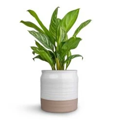 Aglaonema Stripes - Chinese Evergreen 20 Aglaonema Stripes - Chinese Evergreen -Plant Supplies Sale Aglaonema Stripes Chinese Evergreen 17x55cm Puro Ripple Plant Pot White 21x19cm c6662ff1 b444 4db9 a421 abc27a7ad19c