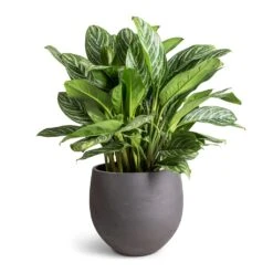 Mini Orb Kevan Plant Pot - Black Washed -Plant Supplies Sale Aglaonema Stripes Chinese Evergreen 30x80cm Mini Orb Kevan Plant Pot Black Washed 39x35cm fae8348e e067 44c4 a8e0 73ac5d9ecf65