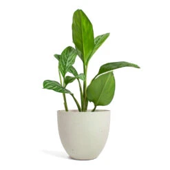 Coral Refined Planter - Natural White 11 Coral Refined Planter - Natural White -Plant Supplies Sale Aglaonema Stripes Chinese Evergreen Coral Refined Planter Natural White