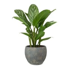 Aglaonema Stripes - Chinese Evergreen 18 Aglaonema Stripes - Chinese Evergreen -Plant Supplies Sale Aglaonema Stripes Chinese Evergreen Fay Plant Pot