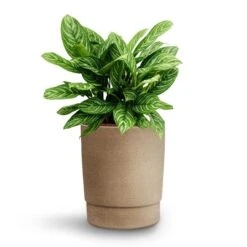 Chao Plant Pot - Concrete 10 Chao Plant Pot - Concrete -Plant Supplies Sale Aglaonema Stripes Chinese Evergreen Hydroculture Chao Plant Pot Concrete a5a1b611 de8d 4d26 ad3a 6afbb53e4973