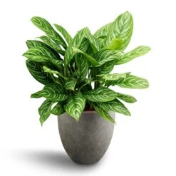 Grigio Egg Pot Planter - Natural Concrete -Plant Supplies Sale Aglaonema Stripes Chinese Evergreen Hydroculture Grigio Egg Pot Planter Natural Concrete 4b8e4a8b 8204 48b5 aa17 9c8cbd607812