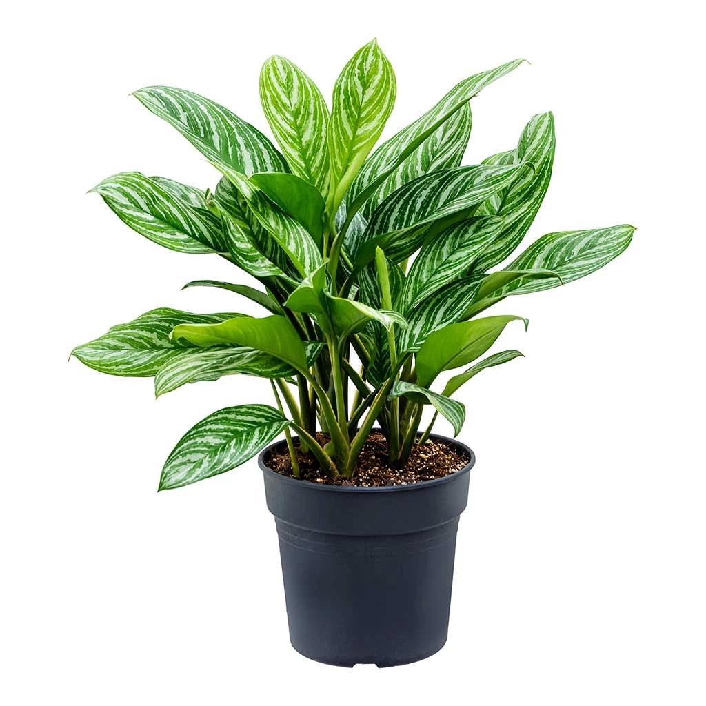 Aglaonema Stripes - Chinese Evergreen 6 Aglaonema Stripes - Chinese Evergreen - Image 6