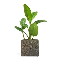 Lava Cube Relic Planter - Rust -Plant Supplies Sale Aglaonema Stripes Chinese Evergreen Lava Cube Relic Planter Rust