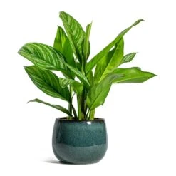 Aglaonema Stripes - Chinese Evergreen 16 Aglaonema Stripes - Chinese Evergreen -Plant Supplies Sale Aglaonema Stripes Chinese Evergreen Odile Plant Pot Moss 907b4141 7b84 4a55 a403 a55a1c6f280d