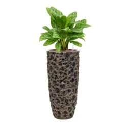 Luxe Lite Moon Partner Planter - Bronze -Plant Supplies Sale Aglaonema Stripes ChineseEvergreen Hydrocare Luxe Lite Moon Partner Planter Bronze cd3df0e9 7659 4095 b089 1d04e64150dc