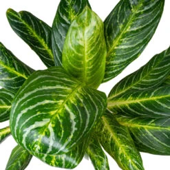 Aglaonema Key Lime - Chinese Evergreen -Plant Supplies Sale AglaonemaKeyLime ChineseEvergreen 1