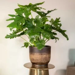 Plant Supplies Sale -Plant Supplies Sale Aico shiny brown 01