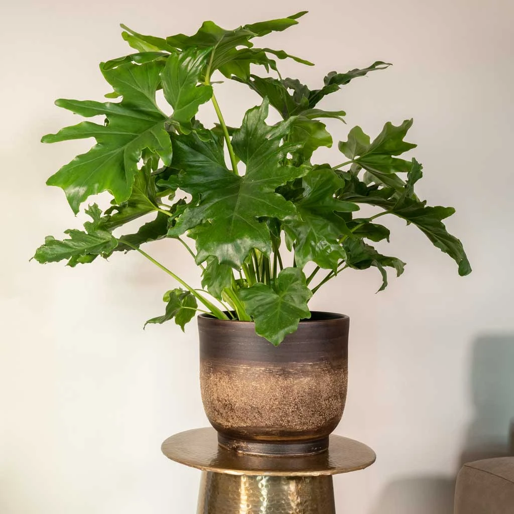 Aico Plant Pot - Shiny Brown 2 Aico Plant Pot - Shiny Brown - Image 2