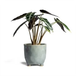 Alocasia Bambino Arrow - Jewel Alocasia 21 Alocasia Bambino Arrow - Jewel Alocasia -Plant Supplies Sale Alocasia Bambino Arrow Jewel Alocasia 14x35cm Kaat Plant Pot Blue Grey 16x16cm