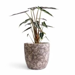 Alocasia Bambino Arrow - Jewel Alocasia 20 Alocasia Bambino Arrow - Jewel Alocasia -Plant Supplies Sale Alocasia Bambino Arrow Jewel Alocasia 14x35cm Monza Plant Pot Vintage Grey 17x17cm 47056870 093b 4b2b bd09 9244d03a694f