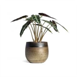 Mya Plant Pot - Deep Champagne -Plant Supplies Sale Alocasia Bambino Arrow Jewel Alocasia 14x35cm Mya Plant Pot Deep Champagne 18x16cm 1236a17a ed1a 4116 9b7b 8894167eda24