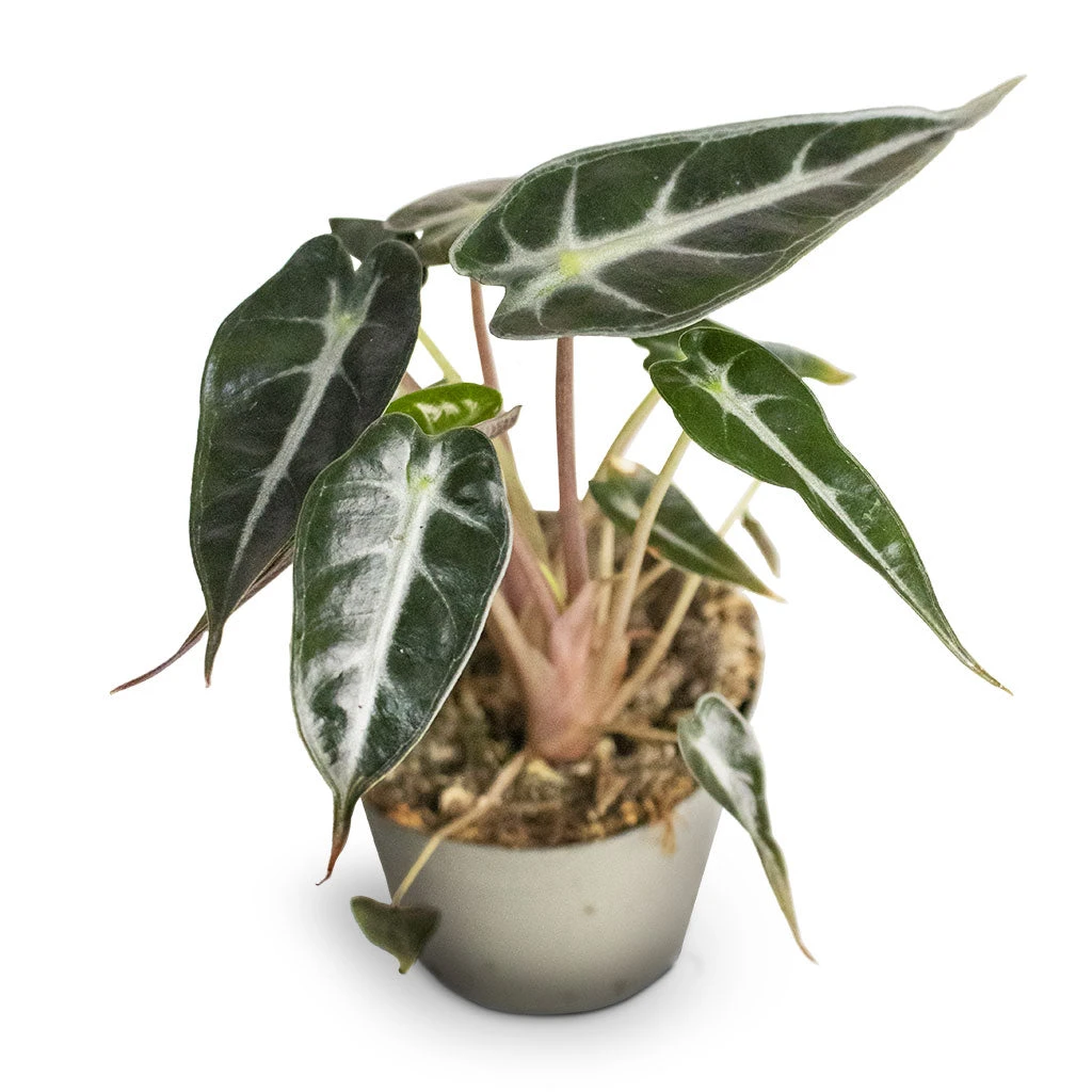 Alocasia Bambino Arrow - Jewel Alocasia 4 Alocasia Bambino Arrow - Jewel Alocasia - Image 4