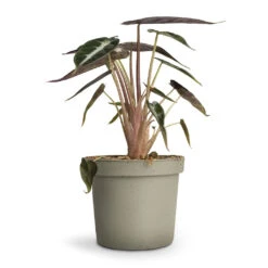 Alocasia Bambino Arrow - Jewel Alocasia 16 Alocasia Bambino Arrow - Jewel Alocasia -Plant Supplies Sale Alocasia Bambino Arrow Jewel Alocasia 9x15cm