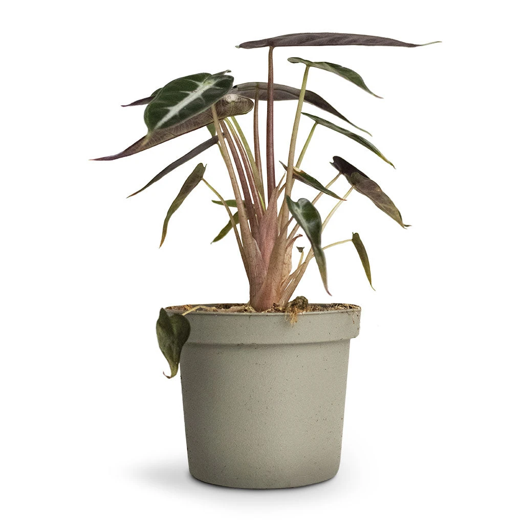 Alocasia Bambino Arrow - Jewel Alocasia 5 Alocasia Bambino Arrow - Jewel Alocasia - Image 5