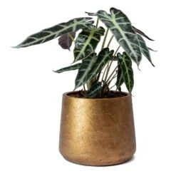 Alocasia Bambino Arrow - Jewel Alocasia 19 Alocasia Bambino Arrow - Jewel Alocasia -Plant Supplies Sale Alocasia Bambino Arrow Jewel Alocasia Metallic Copper Patt Plant Pot