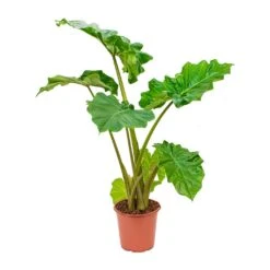 Alocasia Portodora - Upright Elephant Ear -Plant Supplies Sale Alocasia Portadora Upright Elephant Ear