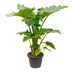 Alocasia Portodora - Upright Elephant Ear -Plant Supplies Sale Alocasia Portodora 35x120cm