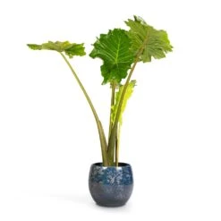 Alocasia Portodora - Upright Elephant Ear -Plant Supplies Sale Alocasia Portodora Upright Elephant Ear 24x90cm Aimee Plant Pot River Blue 33x28cm