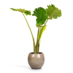 Alocasia Portodora - Upright Elephant Ear -Plant Supplies Sale Alocasia Portodora Upright Elephant Ear 24x90cm Ayla Plant Pot Grey Brushed 37x32cm