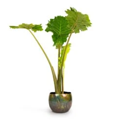 Alocasia Portodora - Upright Elephant Ear -Plant Supplies Sale Alocasia Portodora Upright Elephant Ear 24x90cm Ellen Metal Plant Pots Set3 Vintage Green 4667239b ad7f 42bd aba5 d1754f026680