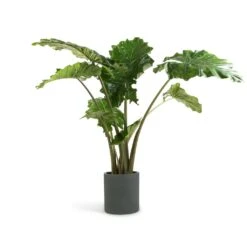Max Refined Planter - Pine Green -Plant Supplies Sale Alocasia Portodora Upright Elephant Ear 24x90cm Max Refined Planter Pine Green 29x29.5cm 0374f753 a656 448c 9ee1 ec4106993241