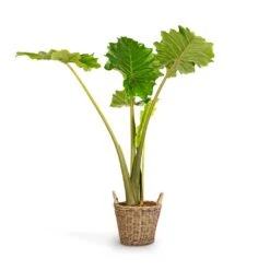 Alocasia Portodora - Upright Elephant Ear -Plant Supplies Sale Alocasia Portodora Upright Elephant Ear 24x90cm Nanna Wikr Plant Basket Natural 30x32cm