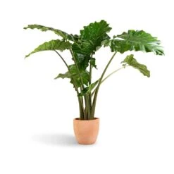 Alocasia Portodora - Upright Elephant Ear -Plant Supplies Sale Alocasia Portodora Upright Elephant Ear 24x90cm Terracotta Plant Pot 30x26cm