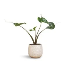 Arles Leaf Plant Pot - White 8 Arles Leaf Plant Pot - White -Plant Supplies Sale Alocasia Stingray Elephant Ear 17x65cm Arles Leaf Plant Pot White 20x20cm