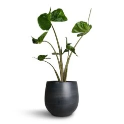 Esra Plant Pot - Graphite 25 Esra Plant Pot - Graphite -Plant Supplies Sale Alocasia Stingray Elephant Ear 17x65cm Esra Plant Pot Graphite 22x20cm b964970d 913a 4cb5 9e4e be2b7eaae135