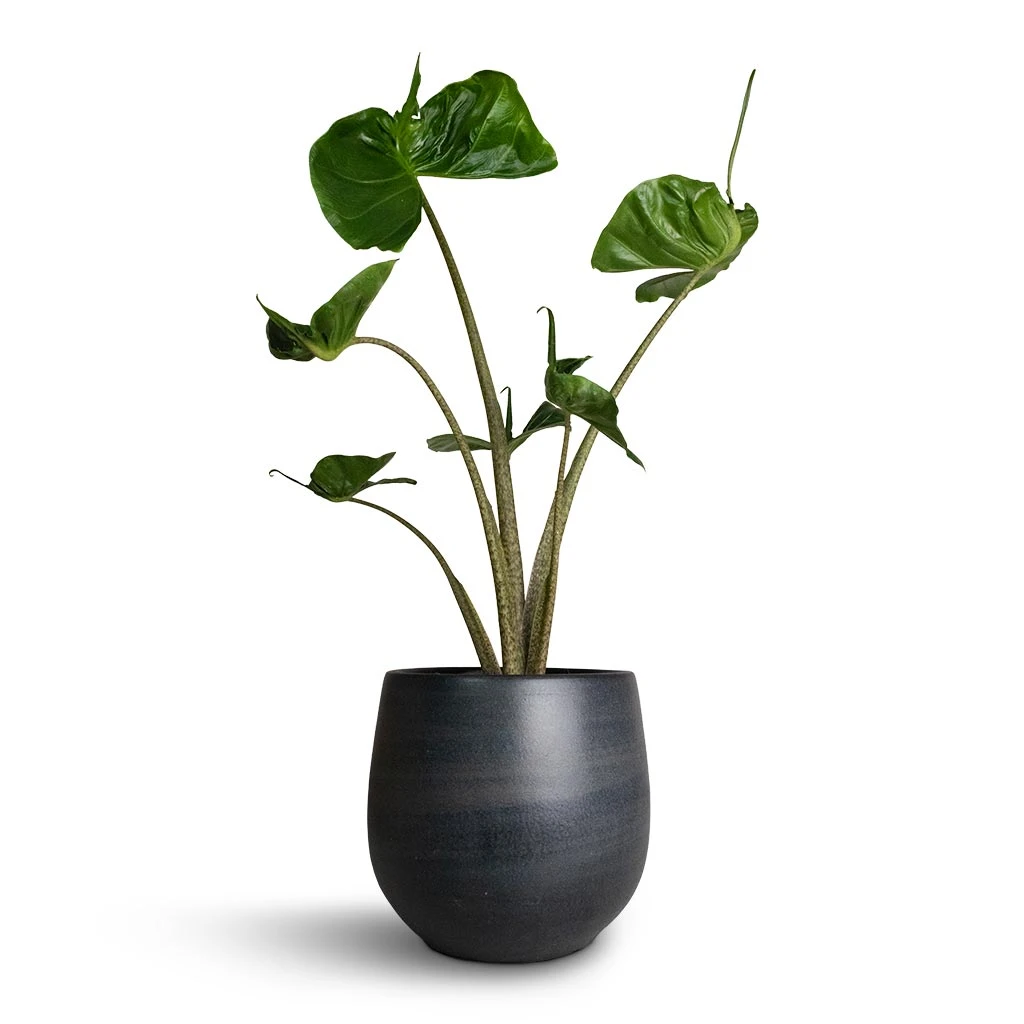 Esra Plant Pot - Graphite 10 Esra Plant Pot - Graphite - Image 10