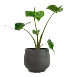 Mini Pixie Plant Pot - Black Washed -Plant Supplies Sale Alocasia Stingray Elephant Ear Mini Pixie Plant Pot Black Washed