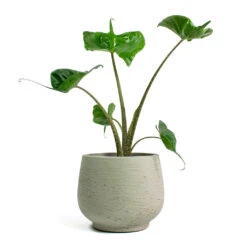 Mini Pixie Plant Pot - Grey Washed -Plant Supplies Sale Alocasia Stingray Elephant Ear Mini Pixie Plant Pot Grey Washed