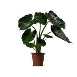 Alocasia Wentii - Hardy Elephant Ear -Plant Supplies Sale Alocasia Wentii Hardy Elephant Ear 19x65cm 1
