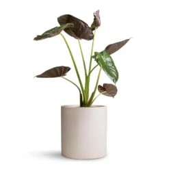 Alocasia Wentii - Hardy Elephant Ear -Plant Supplies Sale Alocasia Wentii Hardy Elephant Ear 19x65cm Max Refined Planter Natural White 29x29.5cm