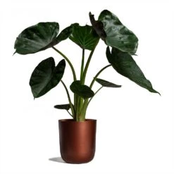 Alocasia Wentii - Hardy Elephant Ear -Plant Supplies Sale Alocasia Wentii Hardy Elephant Ear 19x65cm Mayk Plant Pot Copper 22.5cmx23cm bf95207a d585 4404 ae11 9e21a8a4d958