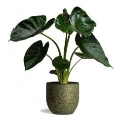 Alocasia Wentii - Hardy Elephant Ear