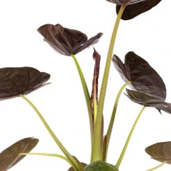 Alocasia Wentii - Hardy Elephant Ear -Plant Supplies Sale Alocasia Wentii Hardy Elephant Ear DETAIL 3