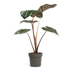 Alocasia Yucatan Princess - Elephant Ear 15 Alocasia Yucatan Princess - Elephant Ear -Plant Supplies Sale Alocasia Yucatan Princess Elephant Ear 17cm 002