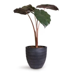 Angle Couple Plant Pot - Anthracite 8 Angle Couple Plant Pot - Anthracite -Plant Supplies Sale Alocasia Yucatan Princess Elephant Ear 17x65cm Angle Couple Plant Pot Anthracite 24x23cm 5c7907f1 2432 47f1 b2d3 f4b2f311a2cc