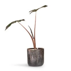 Alocasia Yucatan Princess - Elephant Ear 17 Alocasia Yucatan Princess - Elephant Ear -Plant Supplies Sale Alocasia Yucatan Princess Elephant Ear 17x65cm Luxe Lite Comet Cylinder Planter Bronze 28x27cm
